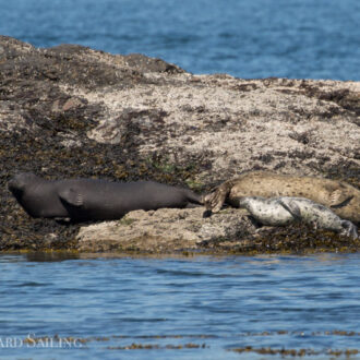 Trifecta! Humpbacks, Minke whales, and Resident Orcas