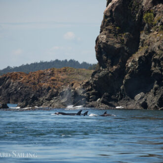 Full day sail around Lopez seeing two orca pods (T37A’s and T65A’s)