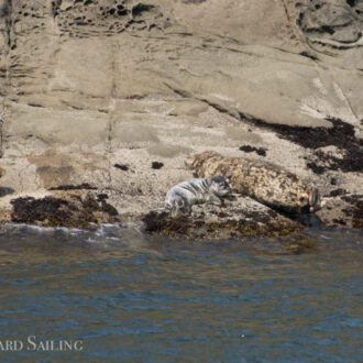 Harbor seals and pups galore