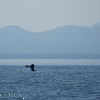 Sailing with minke whales and a humpback