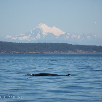 Sailing with minke whales