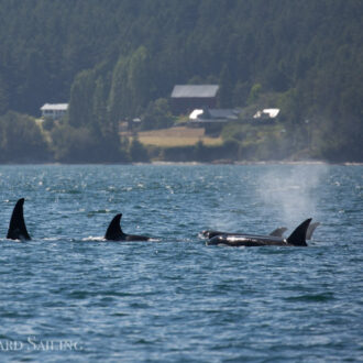 A sail with orcas T65A’s and T137’s