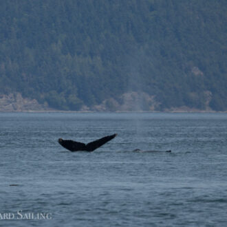 Seeing two humpbacks as we sail around Orcas Island