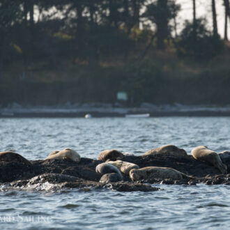 A sail to Turn Pt with a distant view of Orcas