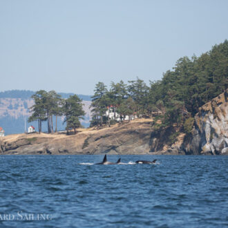 A sail with orcas T65A’s and T137’s to Turn Pt