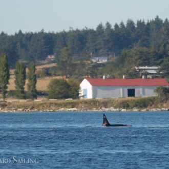 Sailing with a Minke whale and T18’s Biggs/Transient Orcas