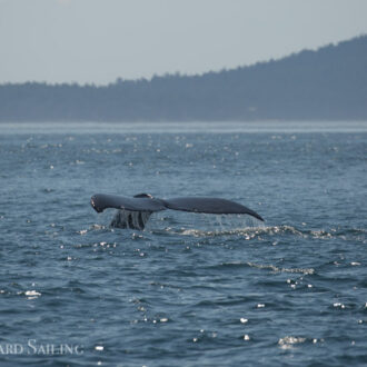 Humpback whale MMZ0013 “Two Spot” outside Friday Harbor