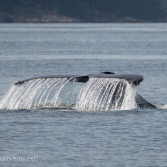 Distant views of T49A’s across the border and two humpback whales