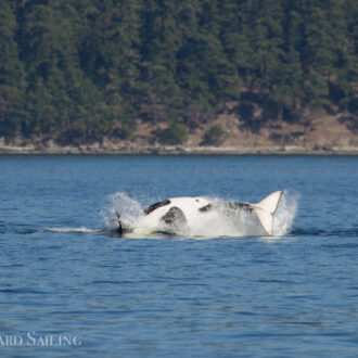 Biggs Orcas T65B’s near Lopez Ferry Landing