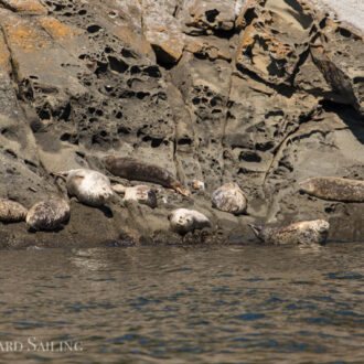 Half day sail to Flattop Island