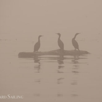 Sail to Whale Rocks in the fog mixed with smokey haze