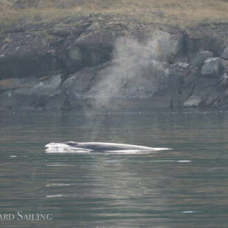 Minke whale in Minke Lake