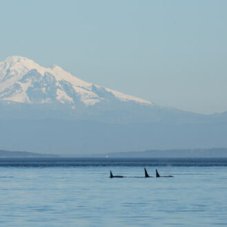 Humpbacks, Dalls Porpoise, K pod, Seal with salmon and Sea lion with skate