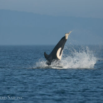 A foggy day and a sail with the T123’s Biggs/Transient orcas