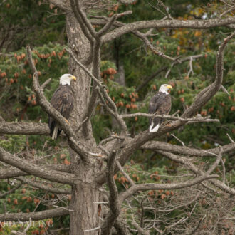 A sail around Stuart Island