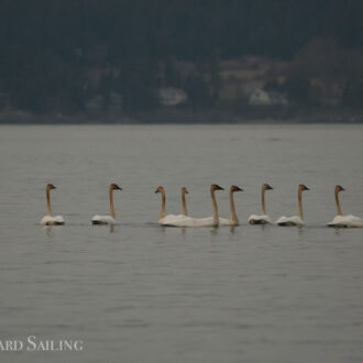 South with harbor porpoises and trumpeter swans