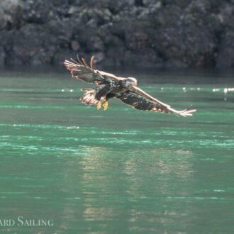 Eagle dog fight in New Channel