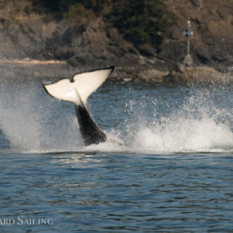 Biggs Orcas T90’s venture up into Eastsound