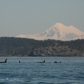 Orcas T90’s and T49A2 pass Friday Harbor