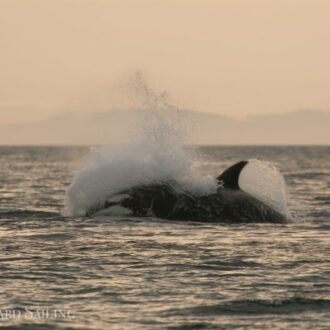 Another Epic sail with Biggs orcas T90’s and T49A2