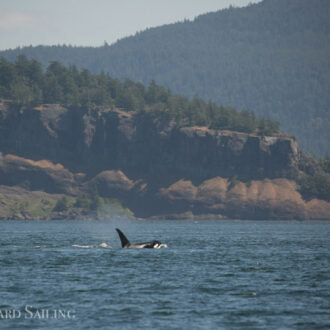 Biggs Orcas T123’s near Waldron