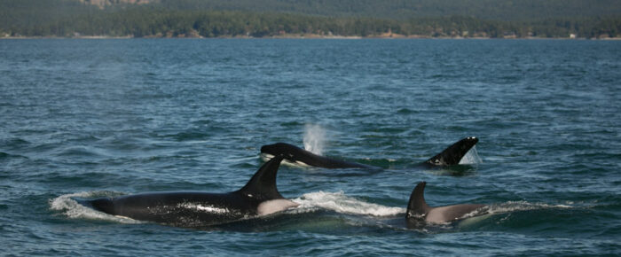 Biggs Orcas T46B’s and T100’s in Haro Strait