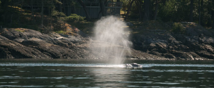 Gray Whale CRC1364 in Griffin Bay