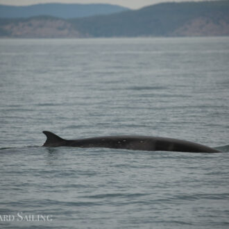 Minke Whales and Tufted Puffins at Smith Island