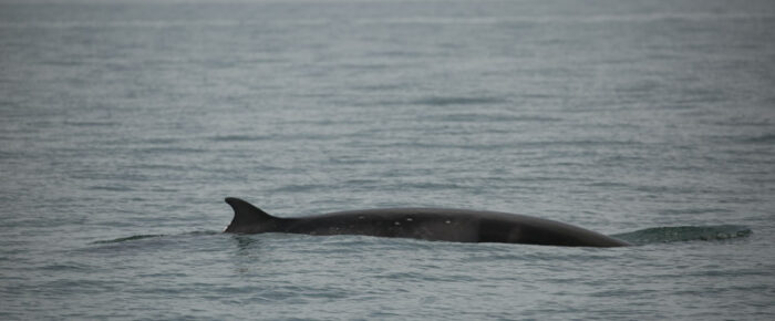 Minke Whales and Tufted Puffins at Smith Island