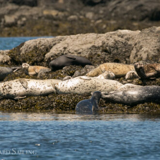 Short sail wildlife tour