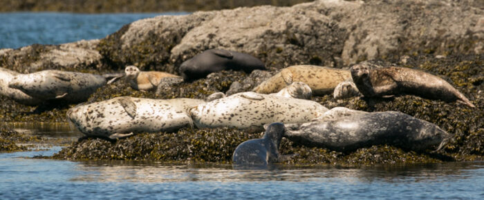 Short sail wildlife tour