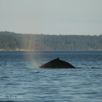 Legendary Humpback Whale BCY0324 ‘Big Mama’