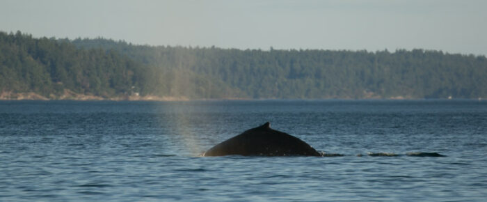 Legendary Humpback Whale BCY0324 ‘Big Mama’