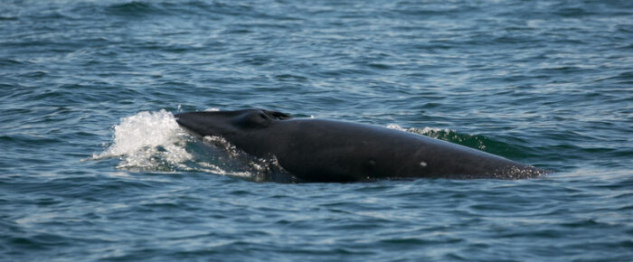 Epic minke encounter on Salmon Bank