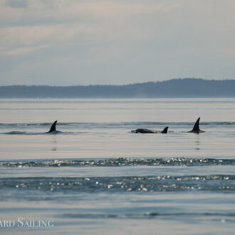 Biggs Orcas T46B’s take us to Boiling Reef