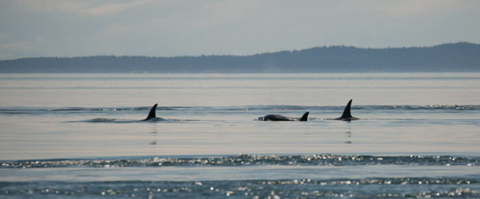 Biggs Orcas T46B’s take us to Boiling Reef