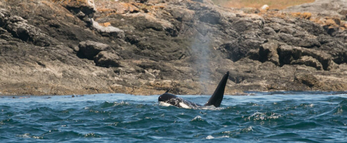 Biggs Orcas T65A’s with T125A and T128 on west side of San Juan Island