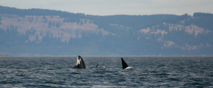 Biggs Orcas T123’s in San Juan Channel