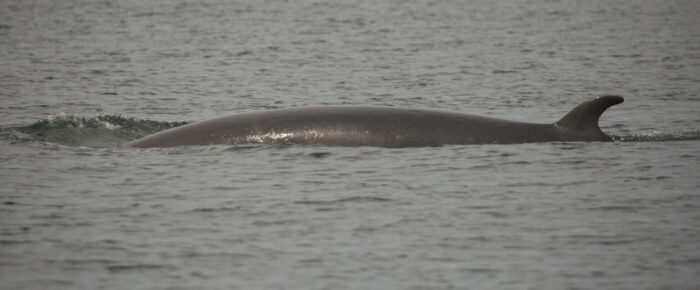 Minke on Salmon Bank, Gray whale in Cattle Pass