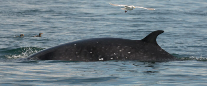 Sailing south with seals, sea lions and a minke whale