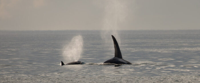 Sailing with Biggs orcas T123’s at Lawrence Pt and returning at sunset