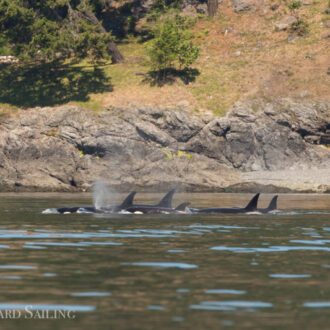 Sailing with Biggs orcas T46B’s up the west side of San Juan