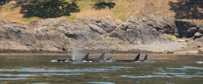 Sailing with Biggs orcas T46B’s up the west side of San Juan