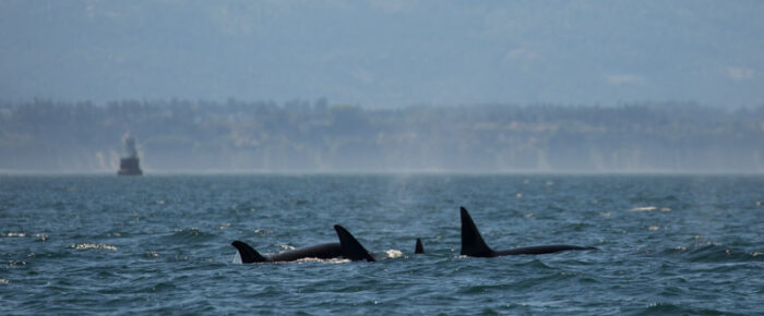 Sailing with a schwack of Transient orcas