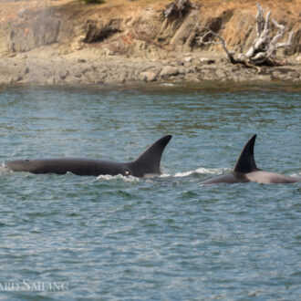 A sail with Orcas T77C with T77D and then T37A1 with T65A5