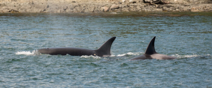 A sail with Orcas T77C with T77D and then T37A1 with T65A5