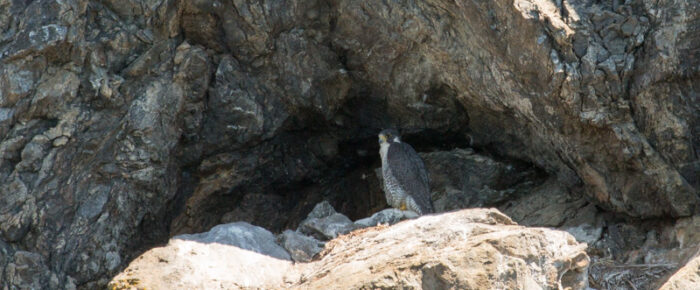 Bald eagle chick, Peregrine falcon, and minke whale, oh my