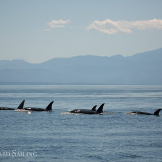 Sailing with 20+ orcas to Castle Rock