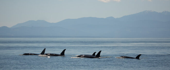 Sailing with 20+ orcas to Castle Rock