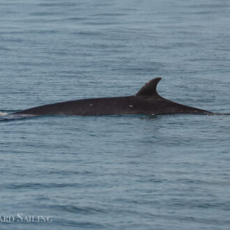 Minke whale on Salmon Bank